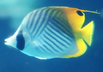 熱帯魚が本州の海で見れる 生き物の不思議な世界