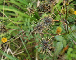 アメリカセンダングサ