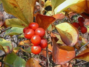 サルトリイバラ